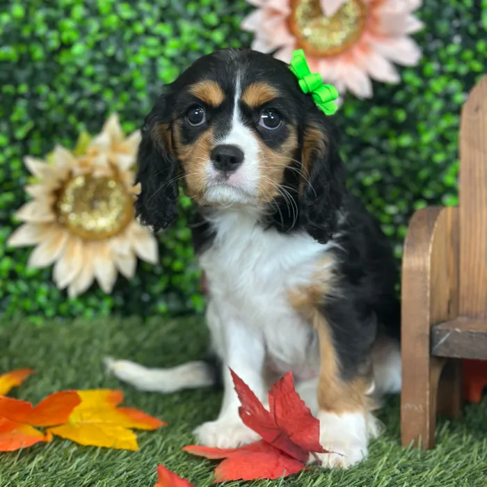 Female Cavalier King Charles Spaniel puppy named Yaya for sale at Pet Express Saugus.