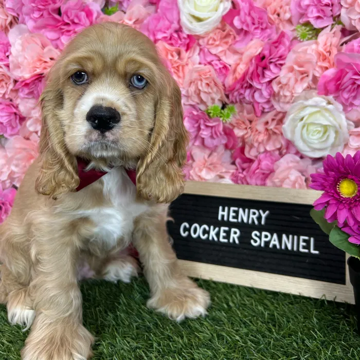 Male Cocker Spaniel puppy named Henry for sale at Pet Express Braintree.
