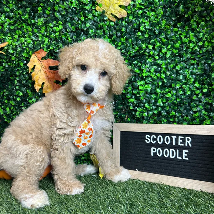 Male Poodle (Mini) puppy named Scooter for sale at Pet Express Braintree.