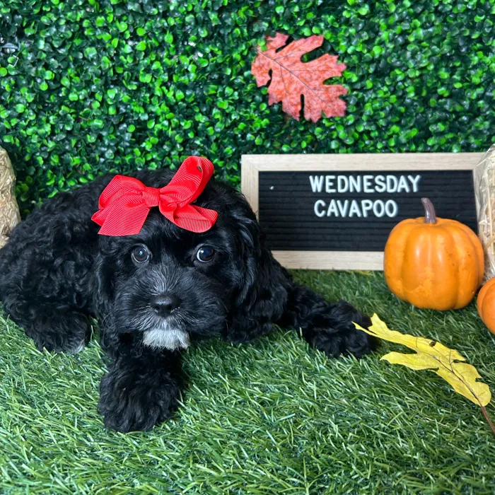 Female Cavapoo puppy named Wednesday for sale at Pet Express Braintree.