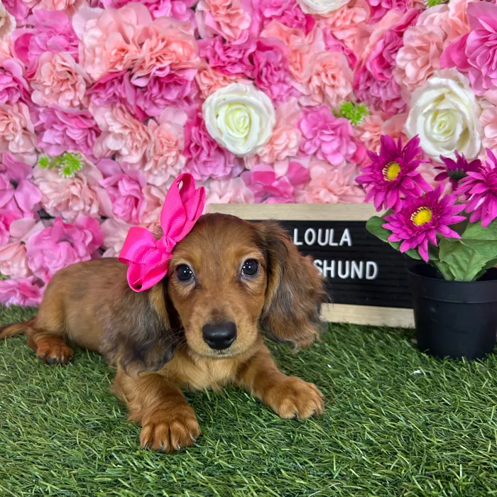 Female Dachshund puppy named Loula for sale at Pet Express Braintree.