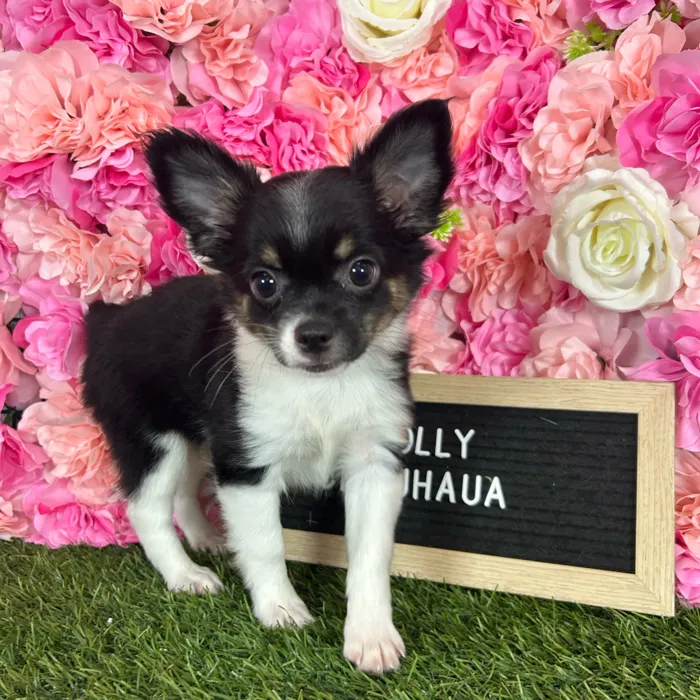Female Chihuahua puppy named Mollie for sale at Pet Express Braintree.
