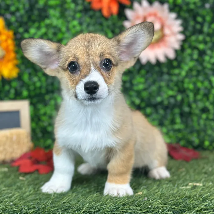Female Pembroke Welsh Corgi puppy named Roxie for sale at Pet Express Saugus.