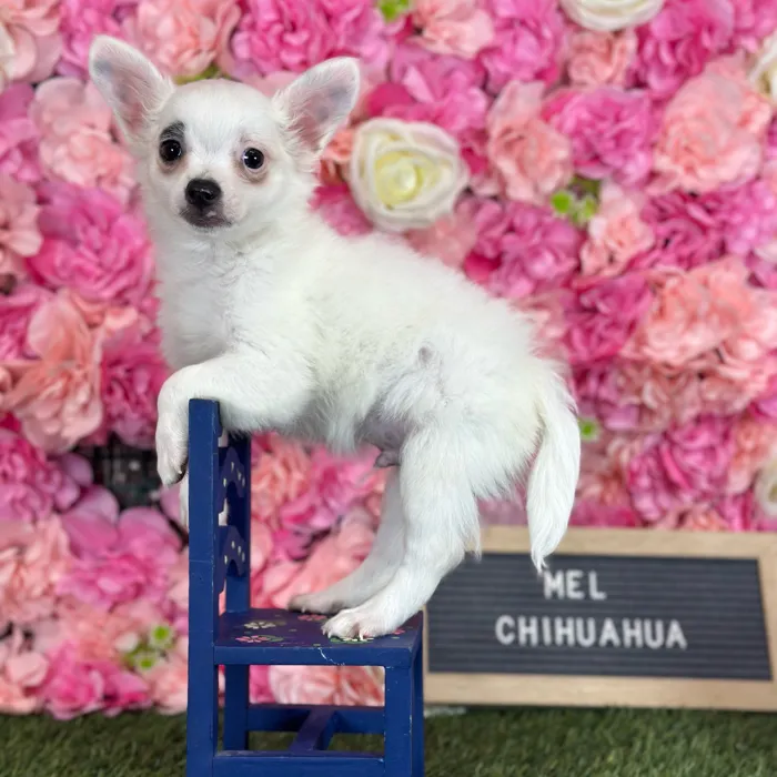 Male Chihuahua puppy named Mel for sale at Pet Express Saugus.