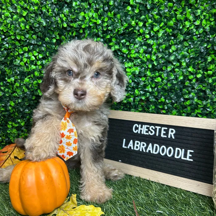 Male Mini Labradoodle 2Nd Gen puppy named Chester for sale at Pet Express Braintree.