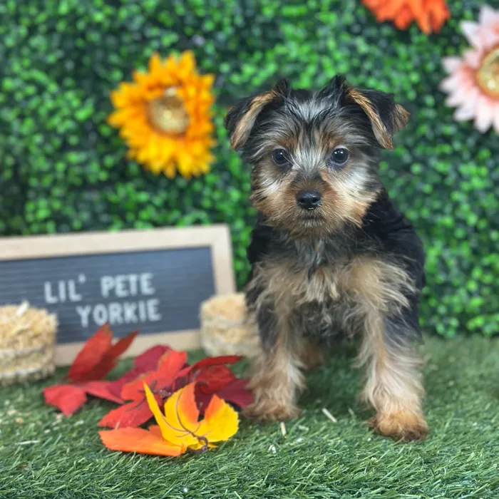 Male Yorkshire Terrier puppy named Lil' Pete for sale at Pet Express Saugus.