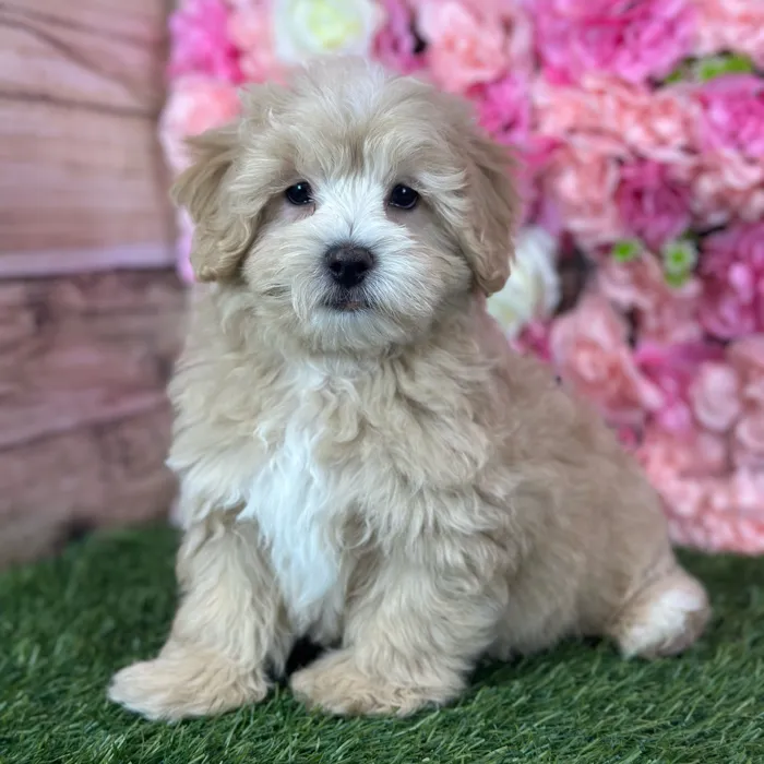 Male Malti-Poo puppy named Norman for sale at Pet Express Saugus.