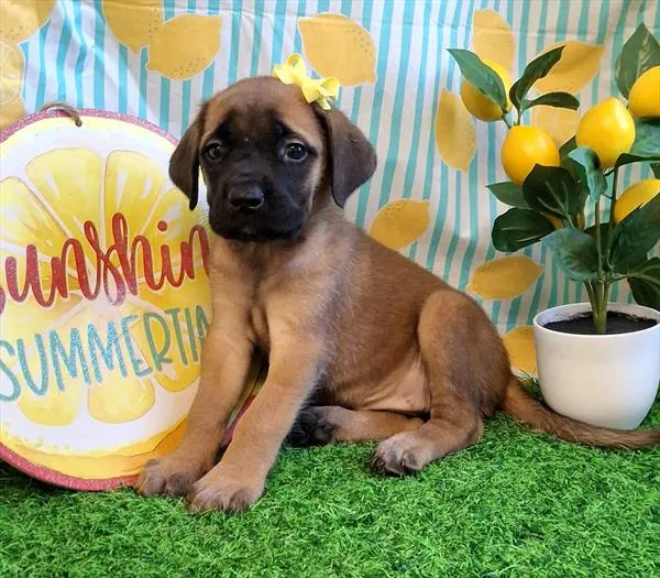 Female English Mastiff puppy named Bertha for sale at Pet Express Braintree.