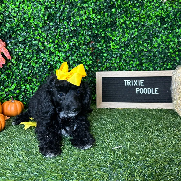 Female Poodle (Mini) puppy named Trixie for sale at Pet Express Braintree.