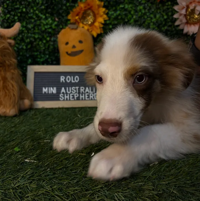 Male Miniature Australian Shepherd puppy named Rolo for sale at Pet Express Saugus.