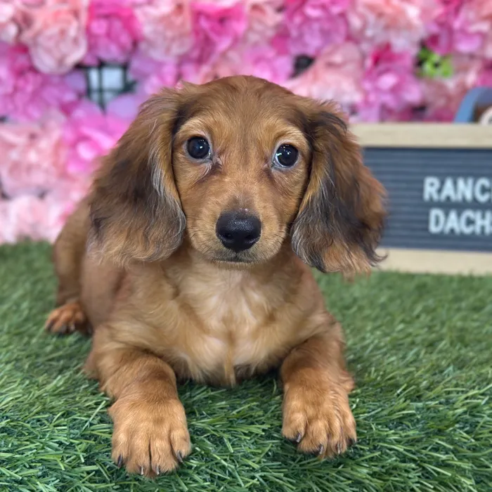 Male Dachshund puppy named Rancher for sale at Pet Express Saugus.