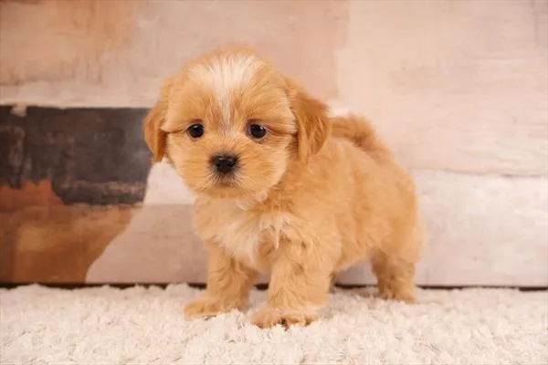 Male Shih Tzu puppy named Captin for sale at Pet Express Braintree.