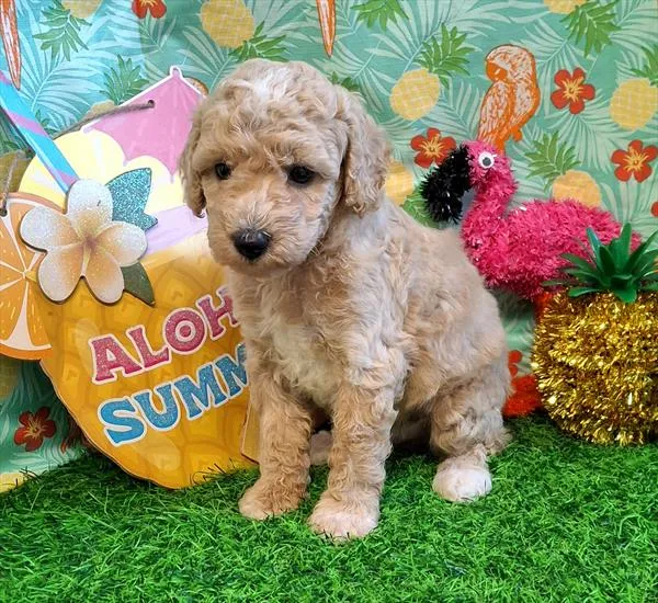 Male Poodle (Mini) puppy named Scooter for sale at Pet Express Braintree.