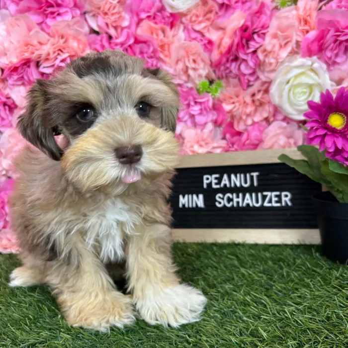 Male Miniature Schnauzer puppy named Peanut for sale at Pet Express Braintree.