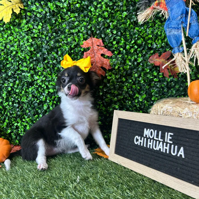 Female Chihuahua puppy named Mollie for sale at Pet Express Braintree.