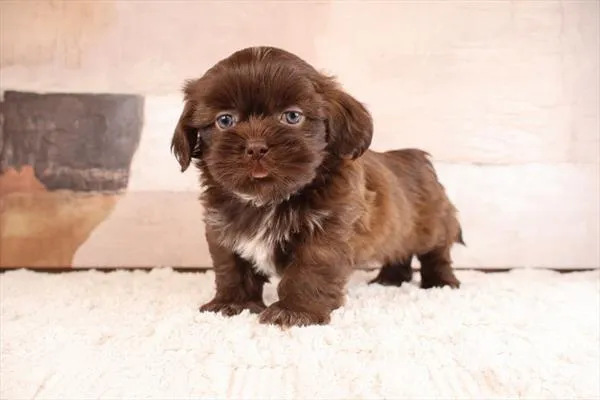 Male Shih Tzu puppy named Midori for sale at Pet Express Braintree.