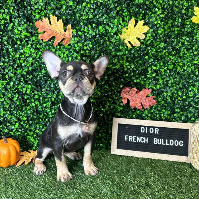 Female French Bulldog puppy named Dior for sale at Pet Express Braintree.