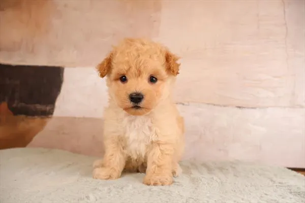 Male Malti-Poo puppy named Morgan for sale at Pet Express Braintree.