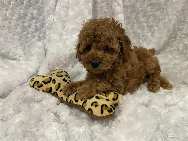 Female Cockapoo 2Nd Gen puppy named Sweetie for sale at Pet Express Braintree.