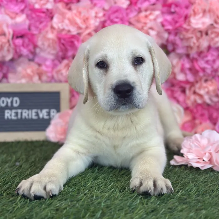 Male Labrador Retriever puppy named Lloyd for sale at Pet Express Saugus.