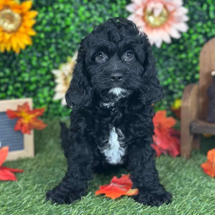 Male Cavapoo puppy named Pappy for sale at Pet Express Saugus.