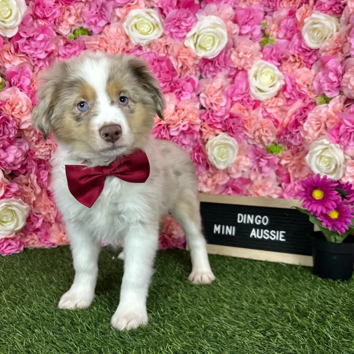 Male Miniature Australian Shepherd puppy named Dingo for sale at Pet Express Braintree.