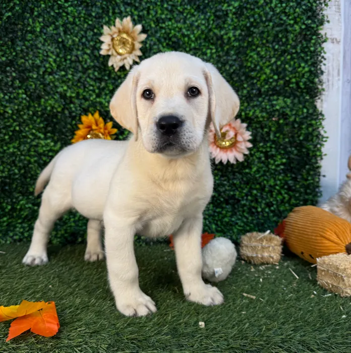 Male Labrador Retriever puppy named Lloyd for sale at Pet Express Saugus.