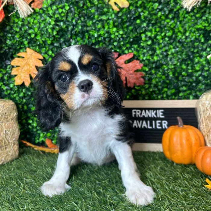 Male Cavalier King Charles Spaniel puppy named Frankie for sale at Pet Express Braintree.