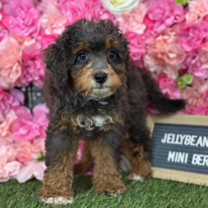 Female Mini Bernedoodle 2Nd Gen puppy named Jellybean for sale at Pet Express Saugus.