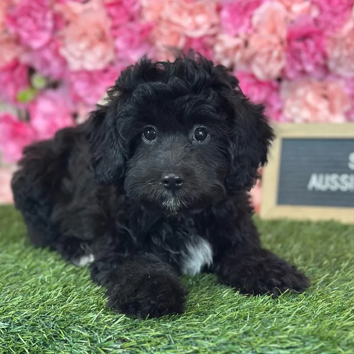Male Aussiedoodle puppy named Sal for sale at Pet Express Saugus.