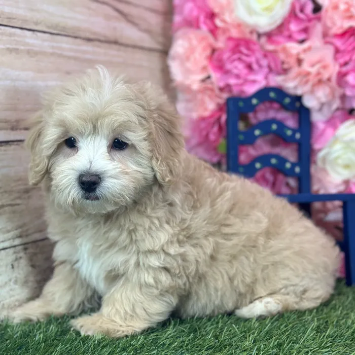 Male Malti-Poo puppy named Norman for sale at Pet Express Saugus.