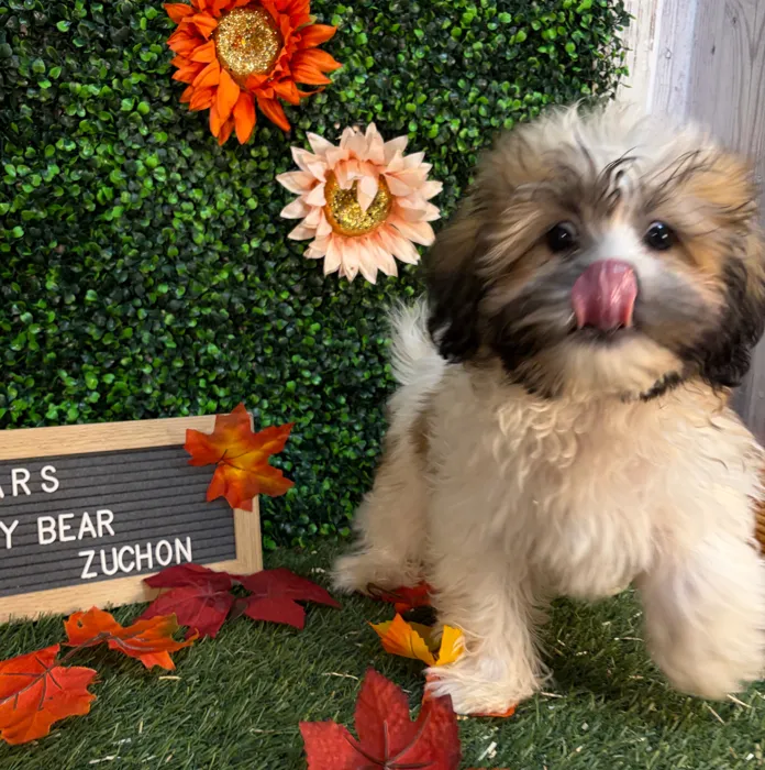 Male Teddy Bear (Zuchon) puppy named Lars for sale at Pet Express Saugus.