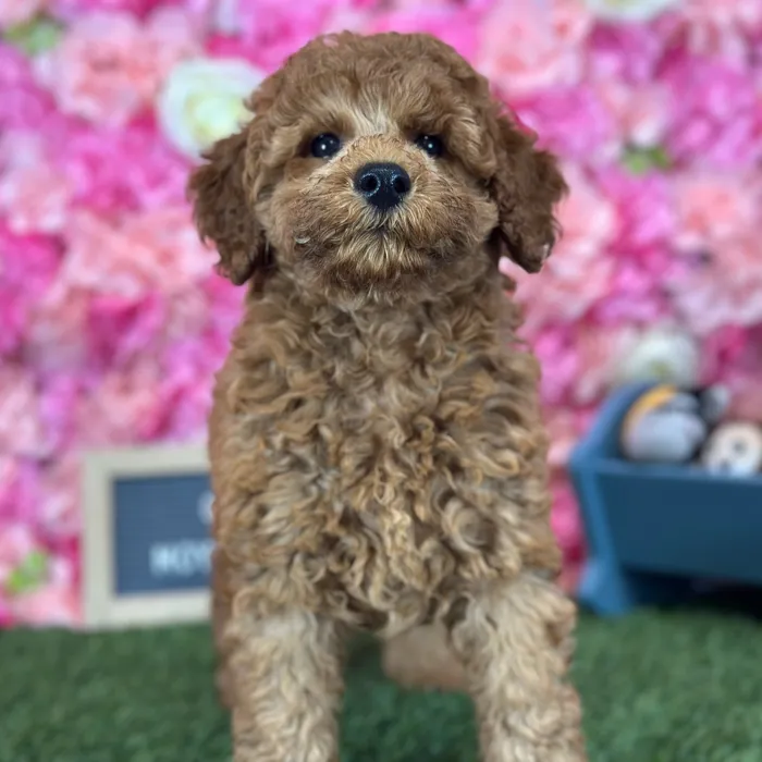 Female Poodle Moyen (Medium) puppy named Cherry for sale at Pet Express Saugus.