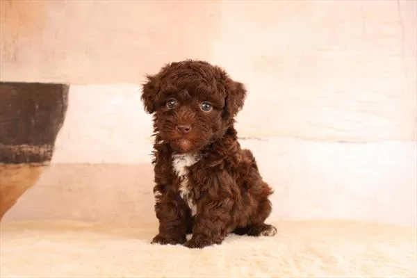 Male Poodle Toy puppy named Pawpaw for sale at Pet Express Saugus.