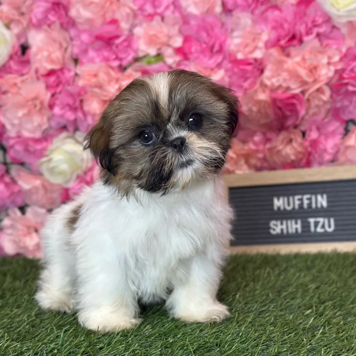 Female Shih Tzu puppy named Mini Muffin for sale at Pet Express Saugus.