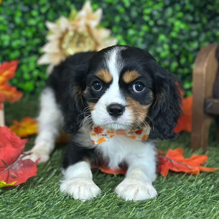 Male Cavalier King Charles Spaniel puppy named Pops for sale at Pet Express Saugus.