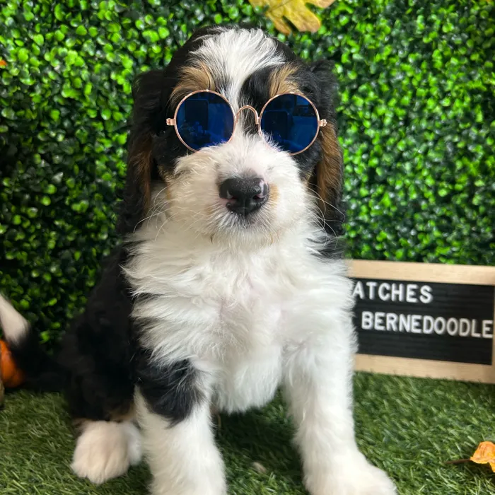 Male Mini Bernedoodle puppy named Patches for sale at Pet Express Braintree.