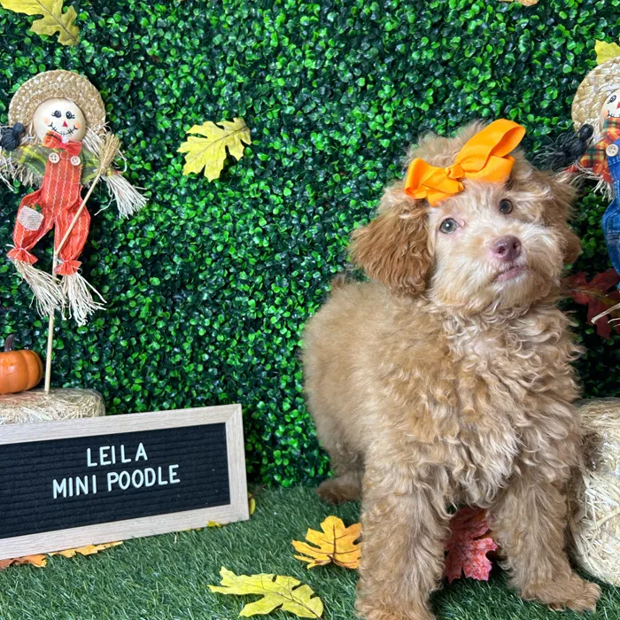Female Poodle (Mini) puppy named Leila for sale at Pet Express Braintree.