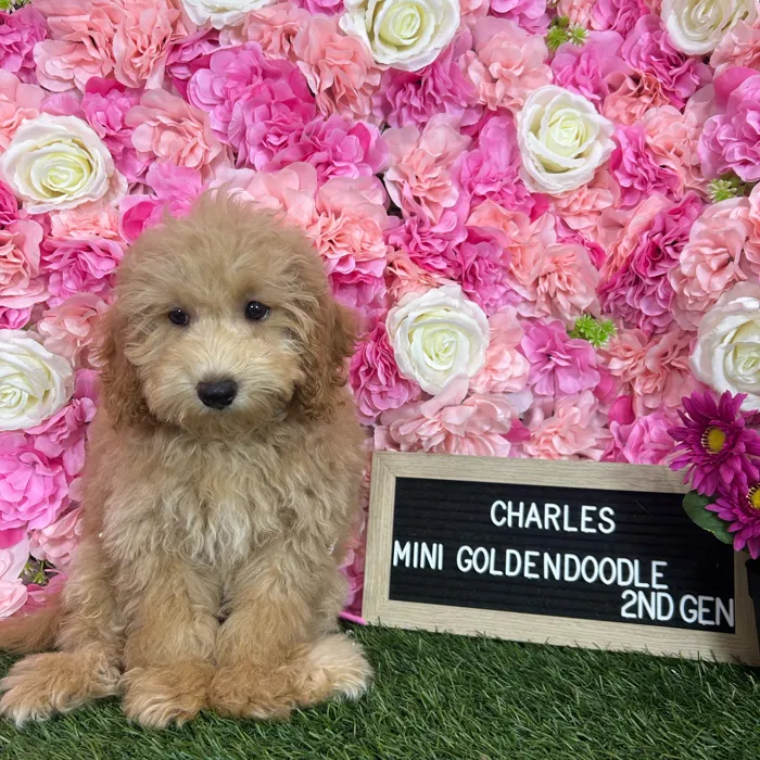 Male Mini Goldendoodle 2Nd Gen puppy named Charles for sale at Pet Express Braintree.