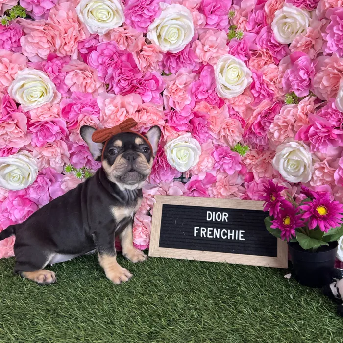 Female French Bulldog puppy named Dior for sale at Pet Express Braintree.