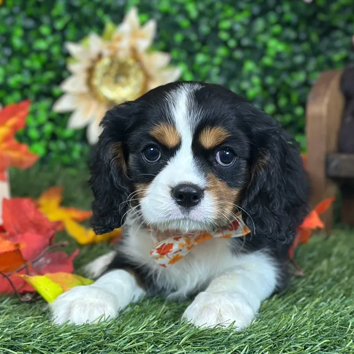 Male Cavalier King Charles Spaniel puppy named Pops for sale at Pet Express Saugus.