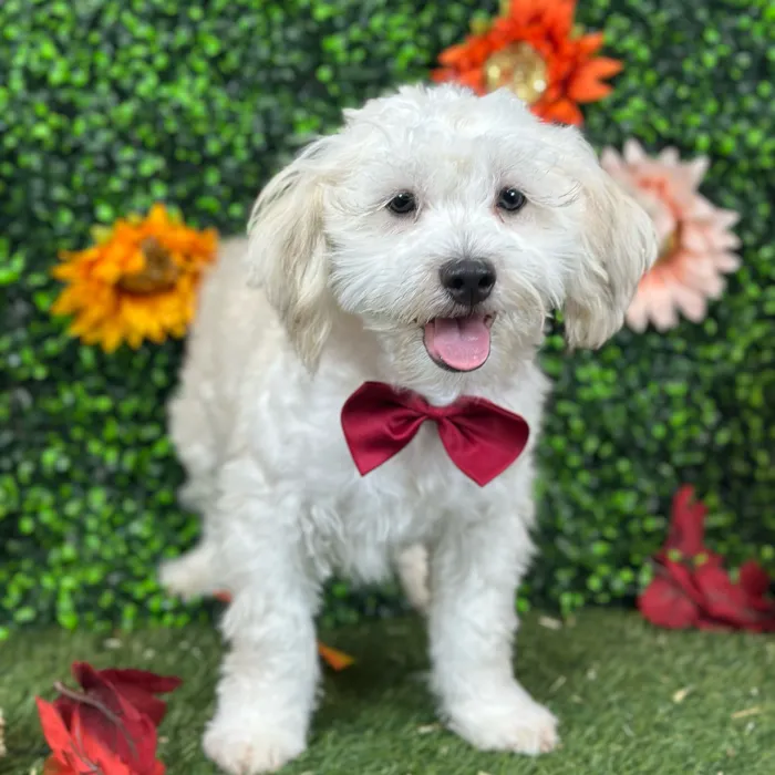 Male Shih-Poo puppy named Bobby for sale at Pet Express Saugus.