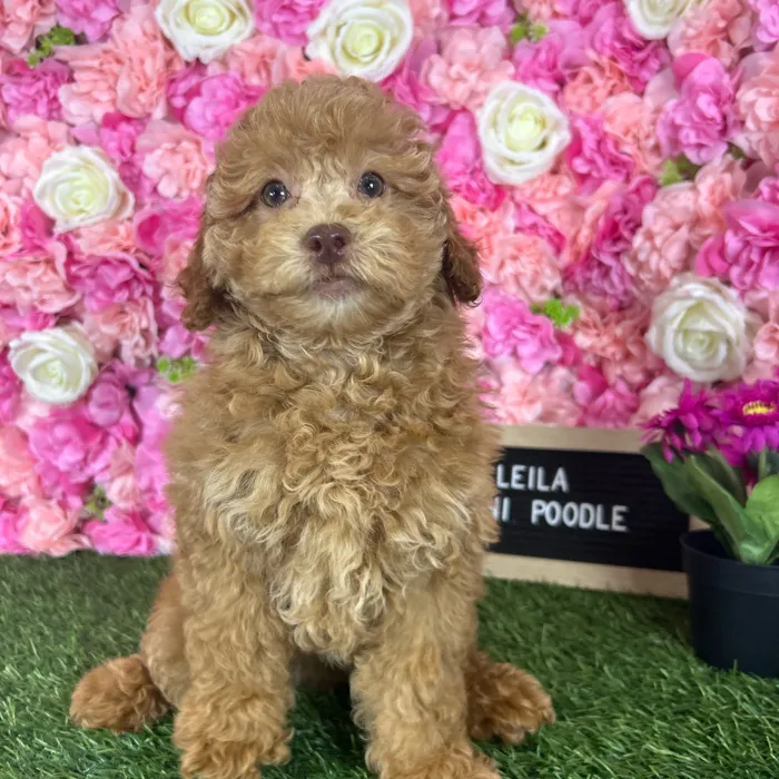 Female Poodle (Mini) puppy named Leila for sale at Pet Express Braintree.