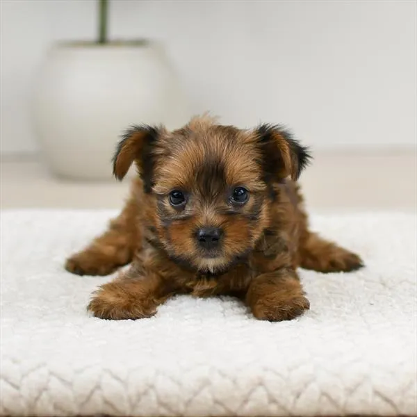 Female Yorkshire Terrier puppy named Honey for sale at Pet Express Braintree.