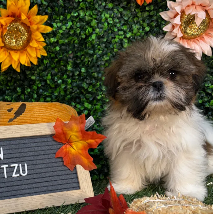 Female Shih Tzu puppy named Mini Muffin for sale at Pet Express Saugus.