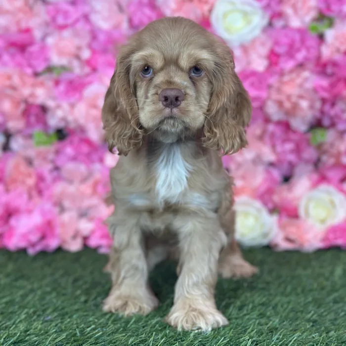 Female Cocker Spaniel puppy named Biscuit for sale at Pet Express Saugus.