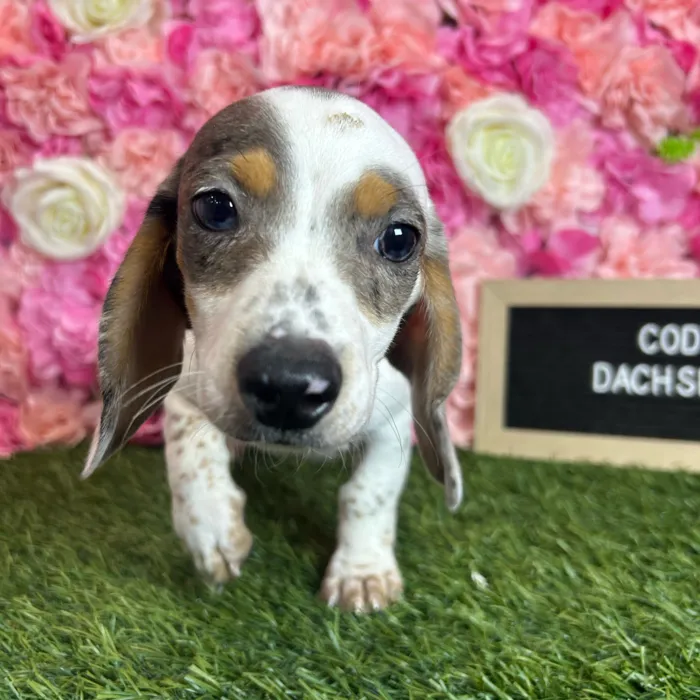 Male Dachshund puppy named Cody for sale at Pet Express Braintree.