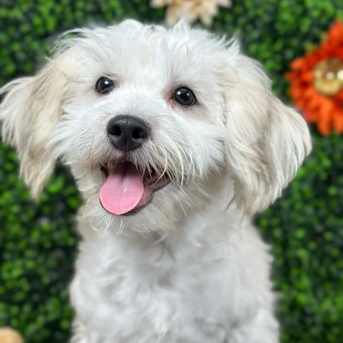 Male Shih-Poo puppy named Bobby for sale at Pet Express Saugus.