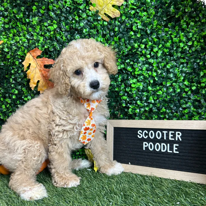 Male Poodle (Mini) puppy named Scooter for sale at Pet Express Braintree.