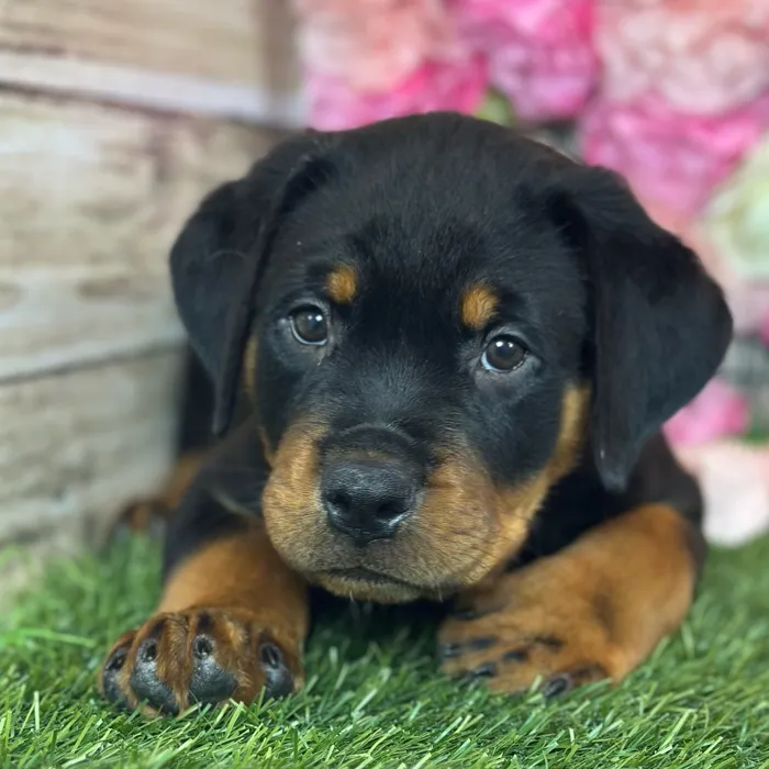 Male Rottweiler puppy named Dean for sale at Pet Express Saugus.